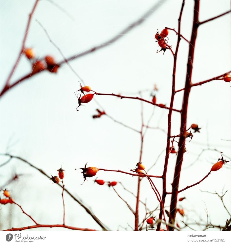 silent Calm Rose hip Bushes Twig Sky Fruit