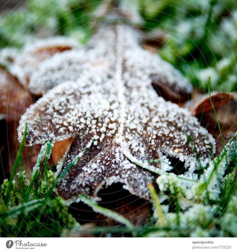 foliage Leaf Frost Winter Cold Old Decline Hoar frost Snow Lawn