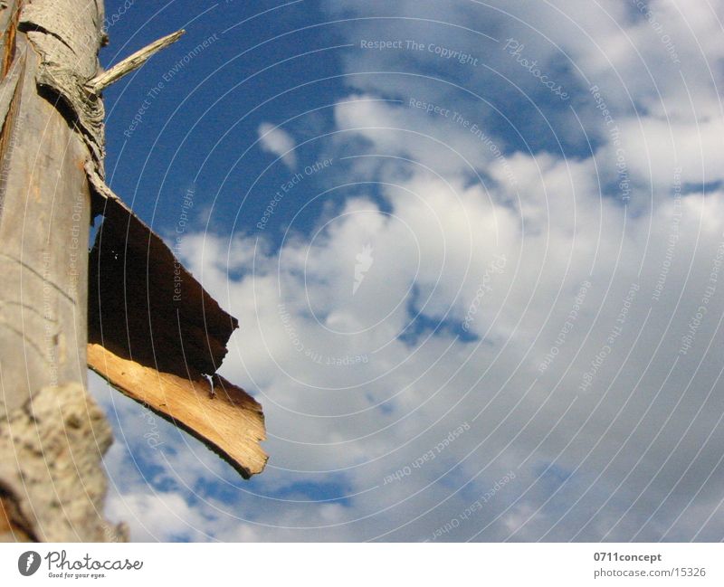 fence post Wood Fence Tree bark Clouds Tree trunk Sky Blue Shadow Nature