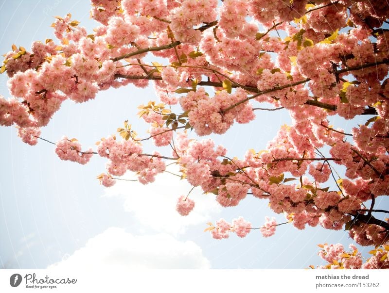 ANTICIPATION IS ... Blossom Cherry Branch Twig Summer Spring Beautiful Weather Sky Blue Idyll Relaxation Nature Paradise Pink