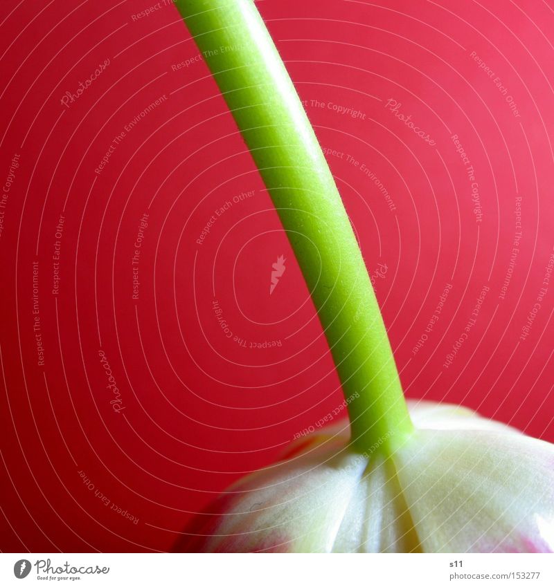 Tulipa Pink Hang Flower Spring Plant Nature Inverted Macro (Extreme close-up) Decoration Stalk herald of spring bulb flower Rotate