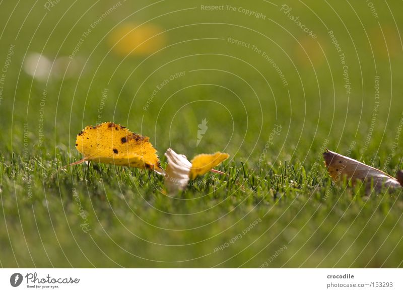 foliage Leaf Autumn Lawn Grass Blade of grass Blur Far-off places Death Peace bokee tele Limp