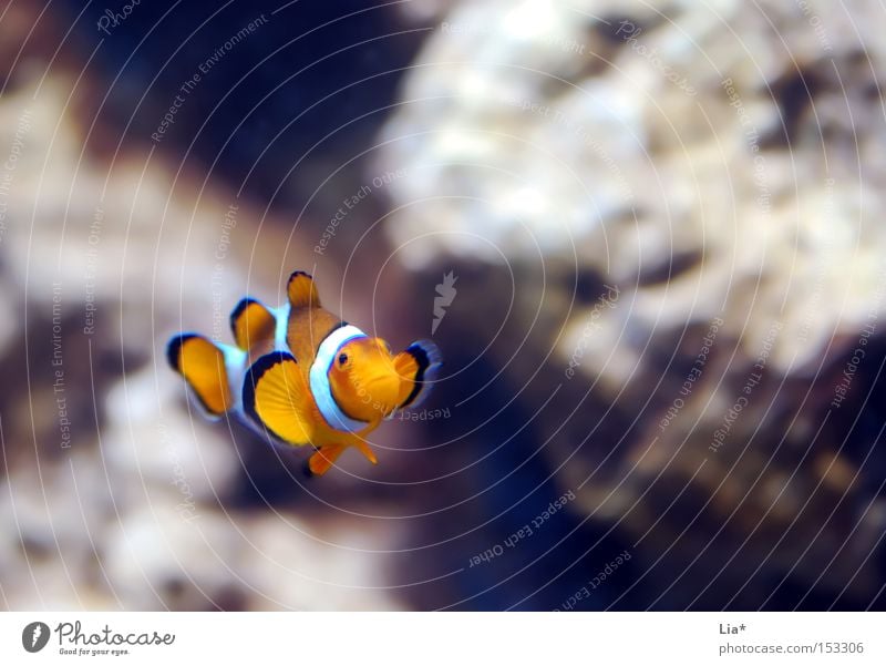 Dori? Water Fish Aquarium Small Loneliness Finding Nemo Clown fish Sulk Colour photo Copy Space top Shallow depth of field Copy Space right 1 Deserted Forward