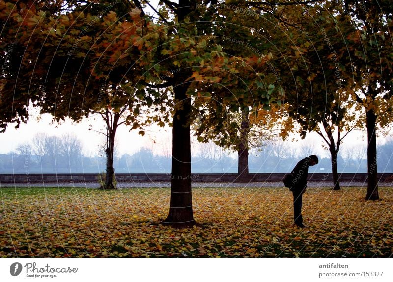 A little man stands in the forest Tree Nature Rhein meadows Duesseldorf Autumn Leaf Man Crooked Tree trunk Sky House (Residential Structure) Rhine Promenade