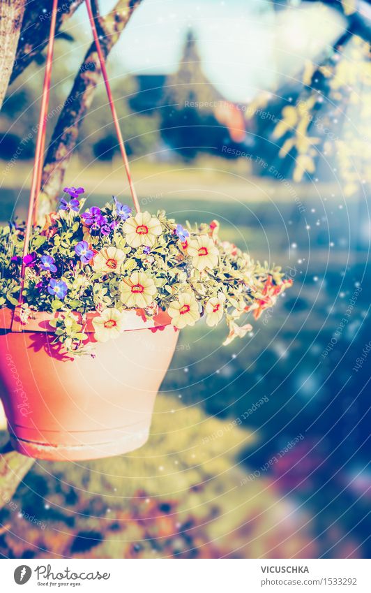 Hanging flower pot with petunias on summer garden Design Summer Garden Decoration Nature Plant Sunlight Spring Autumn Beautiful weather Tree Flower Leaf Blossom