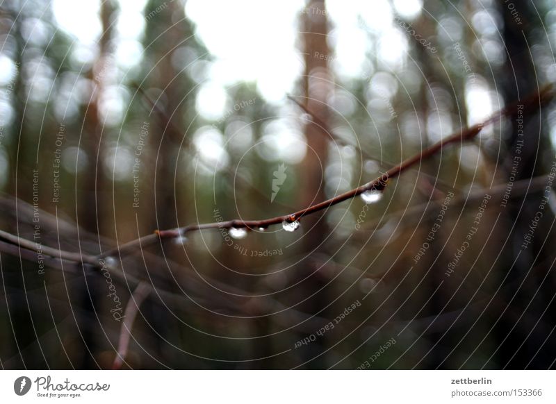 trickle Drop Drops of water Water Branch Twig Tree Bushes Rain Forest Park Damp Wet Weather Autumn Grief Distress Sadness