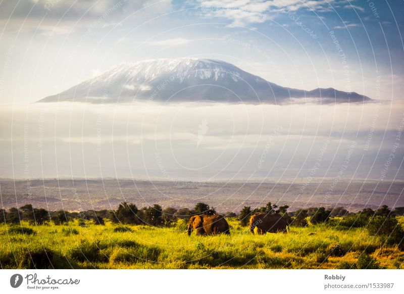 Elephants for Kilimanjaro Nature Landscape Mountain Peak Snowcapped peak Savannah Steppe Wild animal 2 Animal Natural Blue Gray Wanderlust Adventure Experience