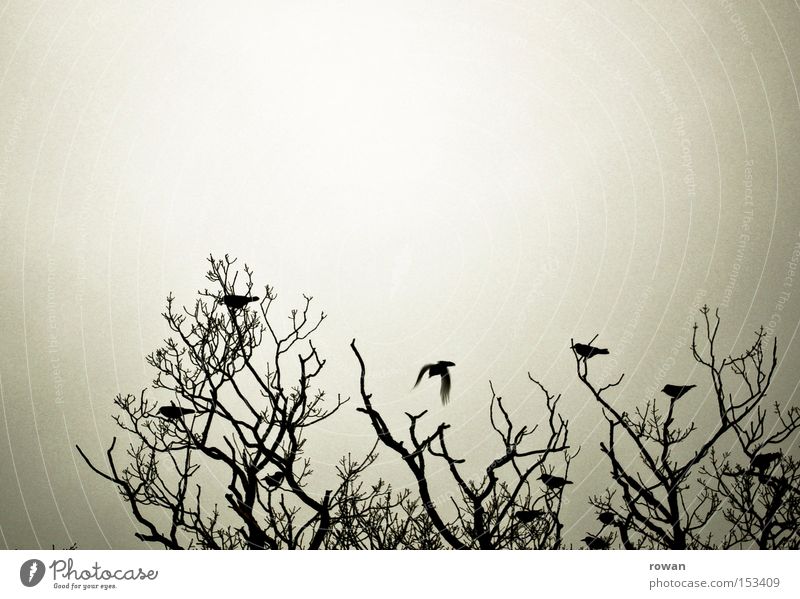 bird meeting 2 Tree Branchage Bird Raven birds Flock of birds Dark Creepy Silhouette Together Encounter Assembly Multiple Spooky