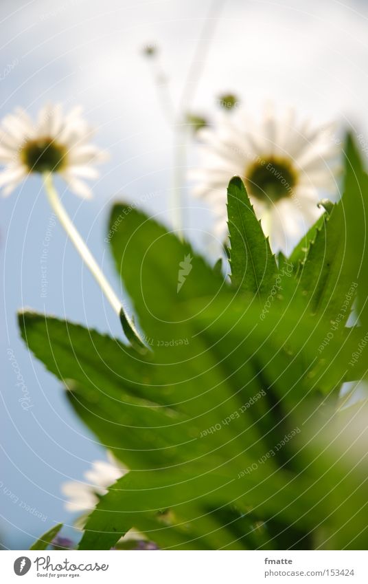 summer Summer Blossom Flower Green Clouds Sky Worm's-eye view Meadow