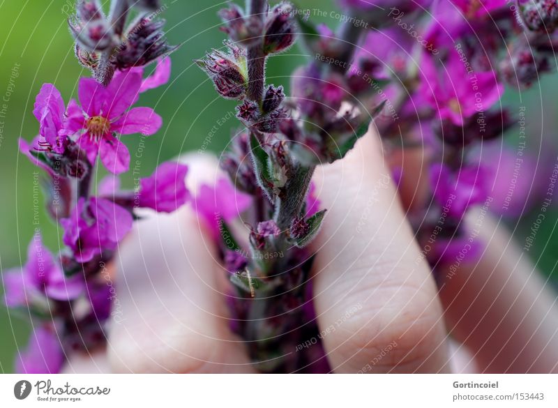 Delicate Feeling Nature Plant Flower Blossom Hand Fingers Spring Skin Summer Colour Smooth Beautiful Soft Violet Woman Macro (Extreme close-up) Close-up