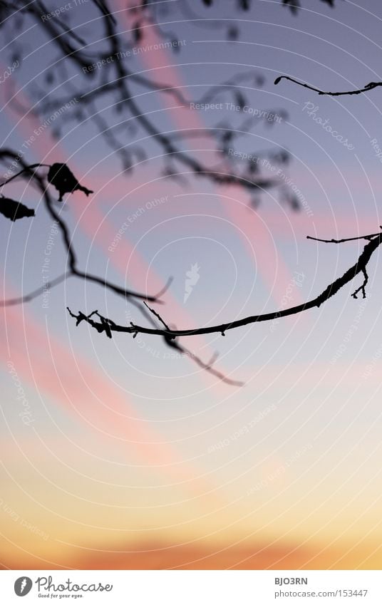 heavenly mess Sky Branch Twilight Wood Detail Leaf Nature Orange Red Pink Blue Vertical Exterior shot