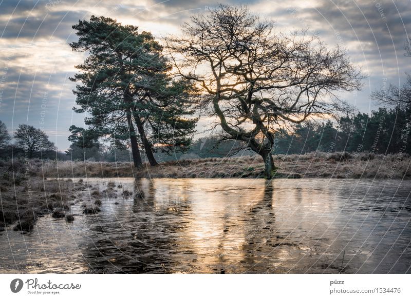 morning frost Environment Nature Landscape Plant Water Sky Clouds Winter Tree Lakeside Pond Dark Cold Gloomy Blue Yellow Gray Emotions Moody Dream Sadness