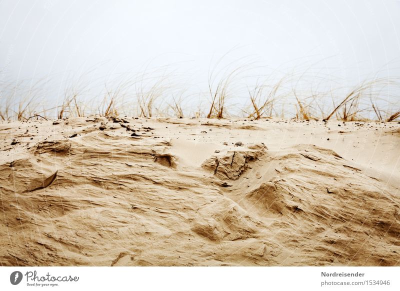 coastal erosion Nature Landscape Plant Elements Sand Bad weather Wind Gale Rain Grass North Sea Ocean Growth Maritime Change Marram grass Beach dune