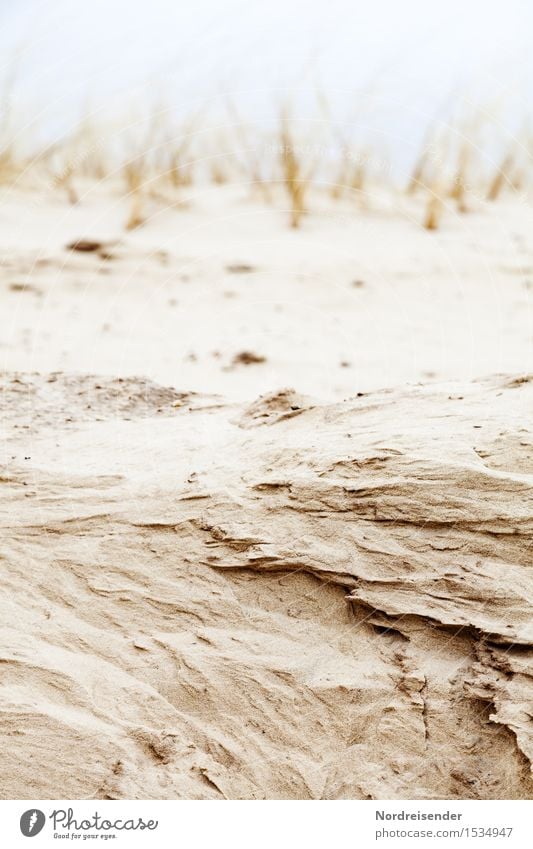 land grab Nature Landscape Plant Elements Sand Wind Grass Coast North Sea Ocean To dry up Brown Change Dune Marram grass Erosion coastal erosion Cliff