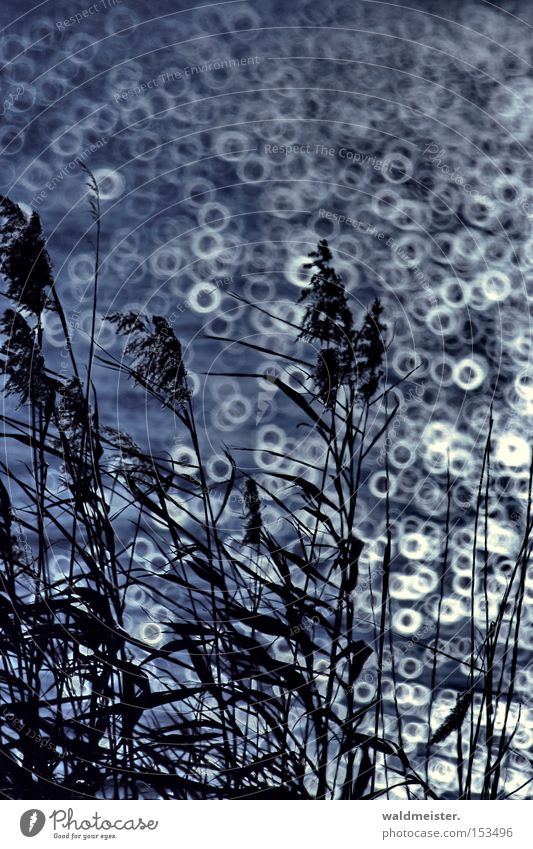 reed Common Reed Reeds Lake Circle Blur Blue Glittering Catadioptric system (effect) Silhouette Patch of light Pool of light