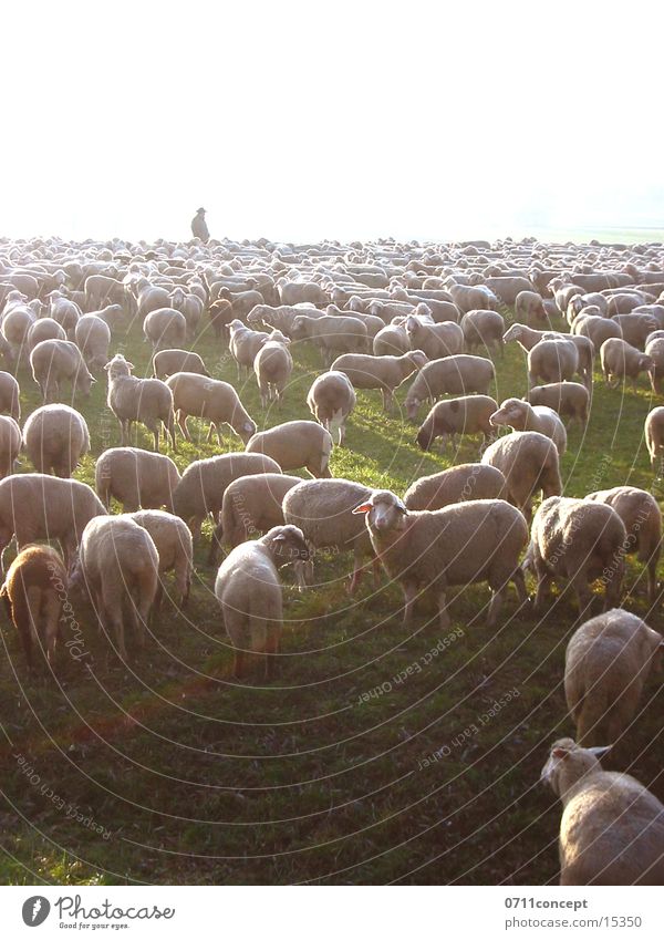 autumn meadow Sheep Autumn Meadow Sun