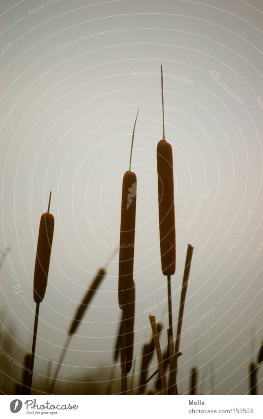 Reed or similar Typhaceae Cattail (Typha) Common Reed Stalk Aquatic plant Gray Dreary Dark Gloomy pipe cleaners shore plant