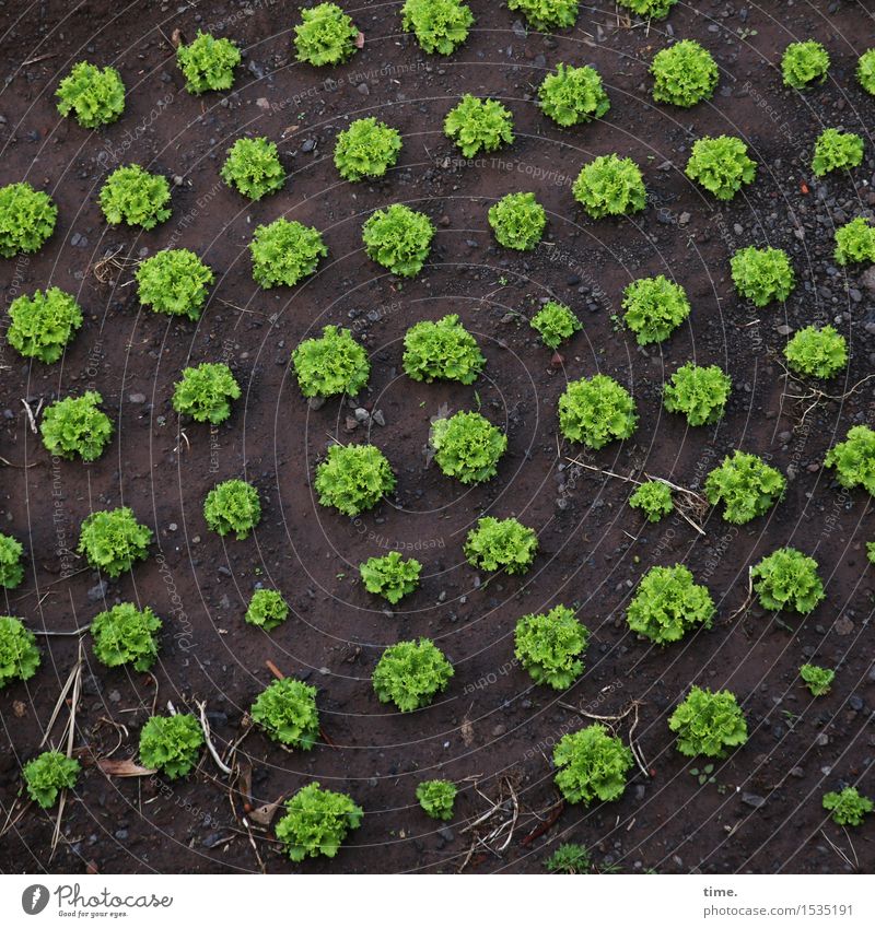 monitors | allotment garden rules Food Lettuce Salad Nutrition Vegetarian diet Agriculture Forestry Earth Agricultural crop Garden Field Growth Delicious