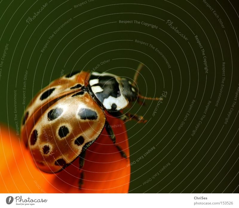 Start free into the new year : Eyemarie beetle Beetle Insect Ladybird Orange Green Black Animal Macro (Extreme close-up) Spring Flying Happy Beginning Close-up