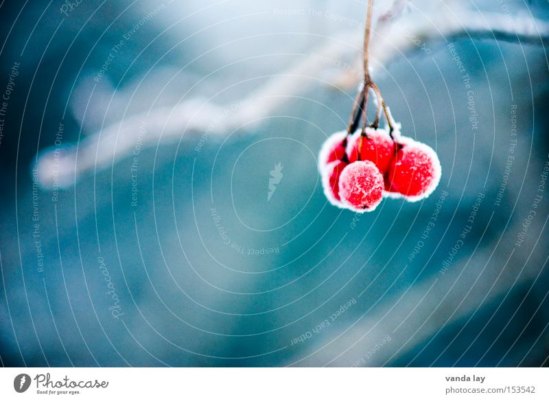 berries Berries Winter Ice Frozen Nature Detail Red Fruit Poison Snow Cold Freeze Background picture Inedible