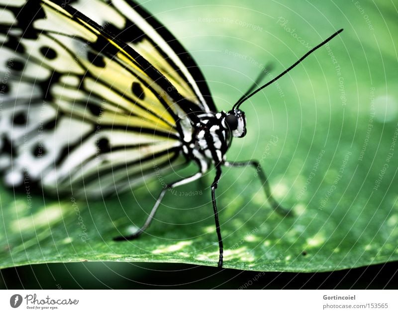 Butterfly VI Colour photo Multicoloured Close-up Macro (Extreme close-up) Pattern Structures and shapes Light Shadow Contrast Shallow depth of field