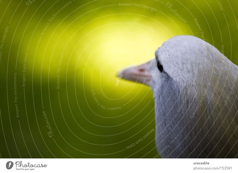 Hugo Bird Flying Freedom Green Blur Eyes Beak Feather Gray White Innocent Looking Looking away Head Bright Peace Aviation turn away