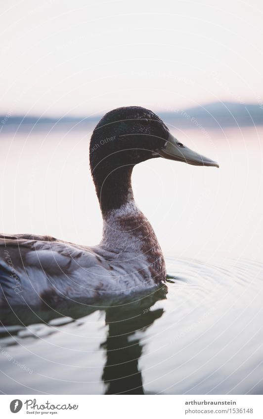 Duck swims in the lake Leisure and hobbies Hunting Freedom Waves Environment Nature Water Sky Horizon Sunrise Sunset Summer Beautiful weather Lake Animal