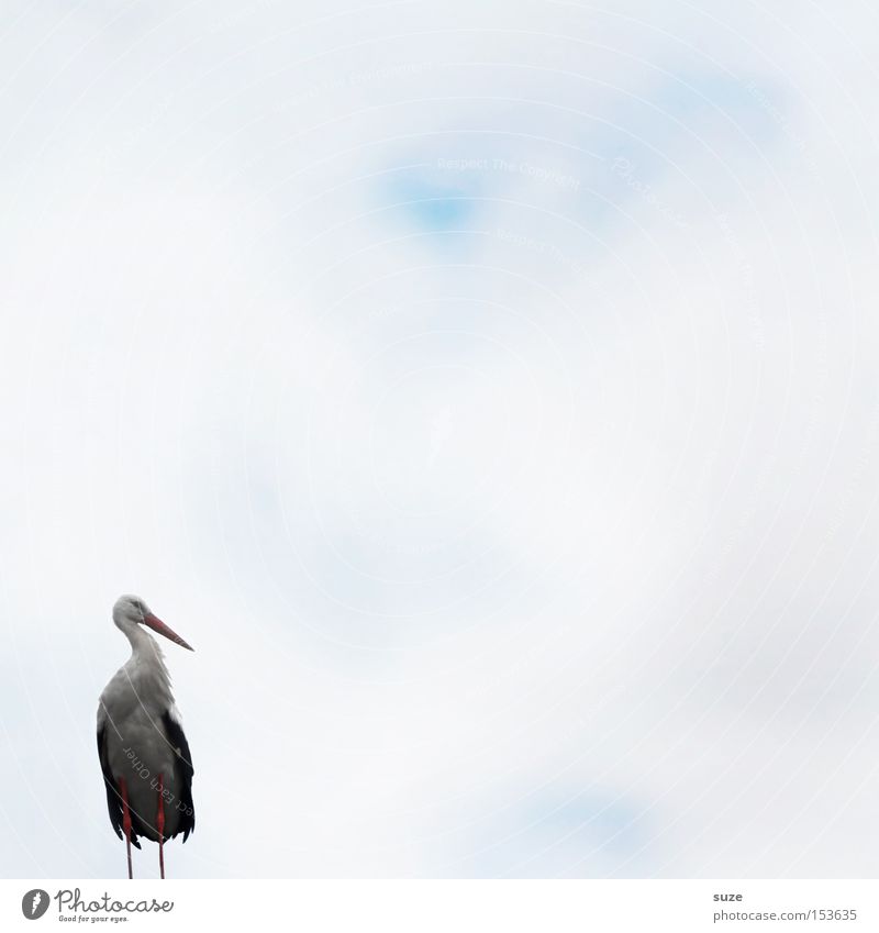 Mr. Adebar Environment Nature Landscape Plant Animal Air Sky Wild animal Bird Stork 1 Sign Stand Dream Wait White Happy Spring fever Anticipation Curiosity Hope