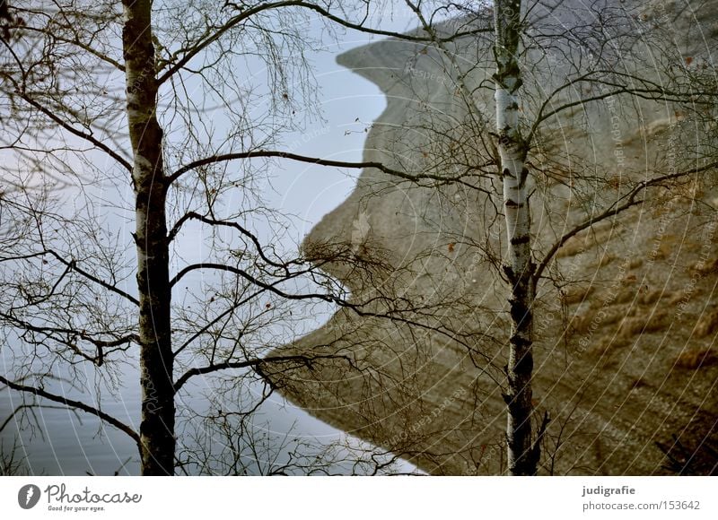 reservoir Reservoir River dam Lake Harz Lakeside Waves Birch tree Forest Tree Deciduous tree Winter Cold Hiking Nature Environment Colour rappbodetalsperre