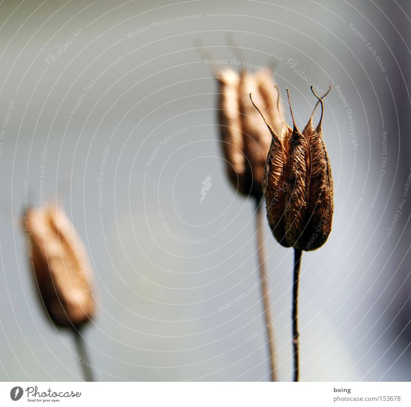 Metamorphosis II Autumn Faded Plant Flower Dry Death Brown filler