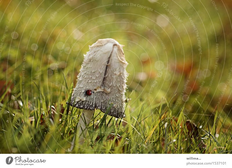 on time, right next to the asparagus field! Mushroom mop of hair Shaggy mane asparagus mushroom ink mushroom Crested inkfling mushroom-related Meadow Beetle