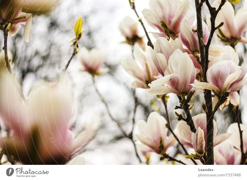 spring Environment Nature Spring Plant Joy Joie de vivre (Vitality) Flower Blossom Magnolia plants Happy magnolias Tree Colour photo Multicoloured Exterior shot