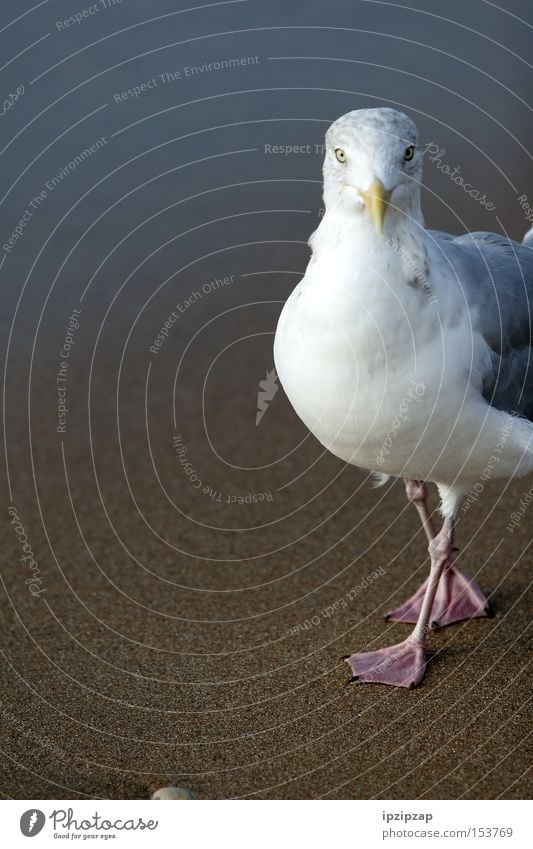 What are you looking at? Bird White Animal Beach Sand Vacation & Travel Exterior shot Coast seagull