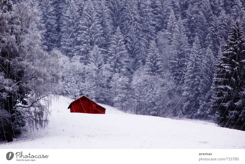 altitude Forest Winter Tree Snow Ice Cold Alps German Alps Landscape Nature Derelict