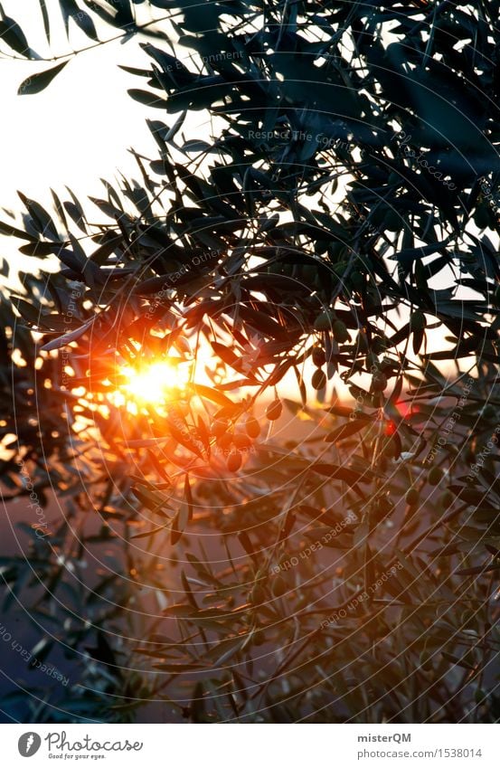 olive gold Environment Nature Landscape Plant Esthetic Mediterranean Meditation Italy Tuscany Olive Olive tree Olive oil Olive grove Olive leaf Olive harvest