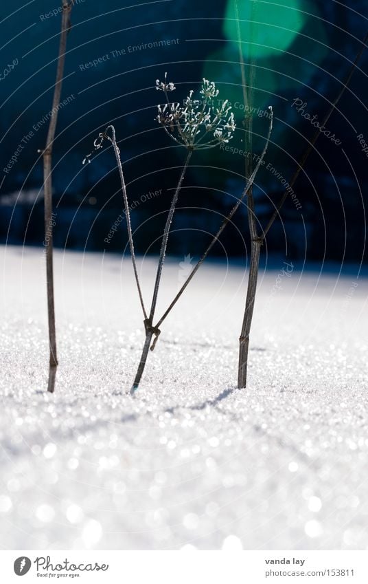 In the light Ice Snow Frost Cold Dried Shriveled Thin Plant Apiaceae Lens flare Winter Macro (Extreme close-up) Close-up Transience deciduous