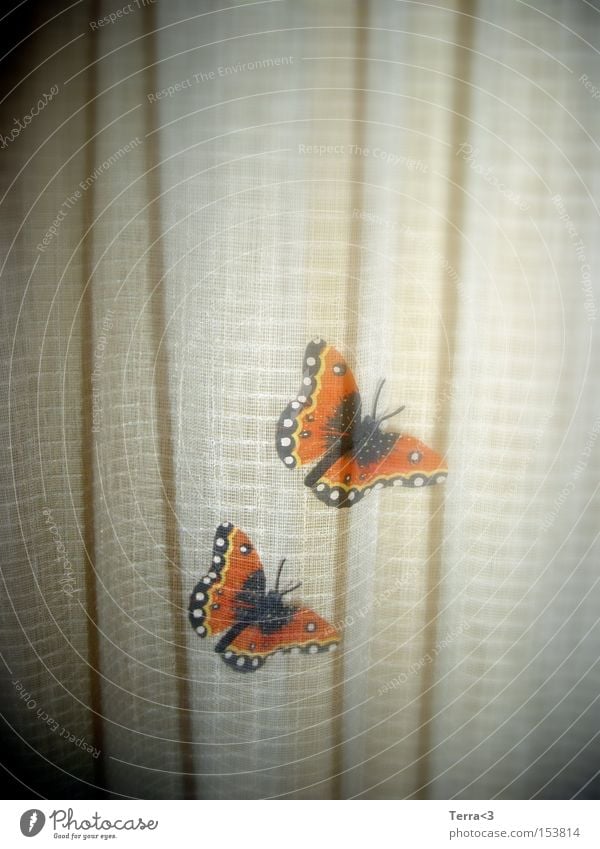 butterfly Butterfly Double exposure Joy Kitsch Love Red admiral Drape Shadow Insect Animal Flying animal Spring Summer Orange Beautiful In pairs Related