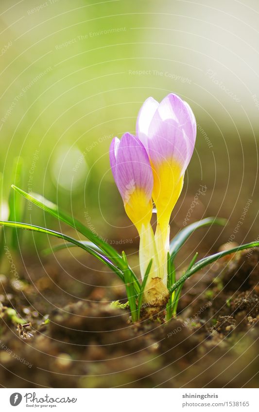 crocus. Environment Plant Earth Spring Beautiful weather Flower Grass Crocus Garden Blossoming Brown Yellow Green Violet Joie de vivre (Vitality) Spring fever