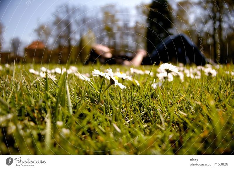 in the meadow Meadow Grass Nature Lie Flower Summer Relaxation Blur flowers