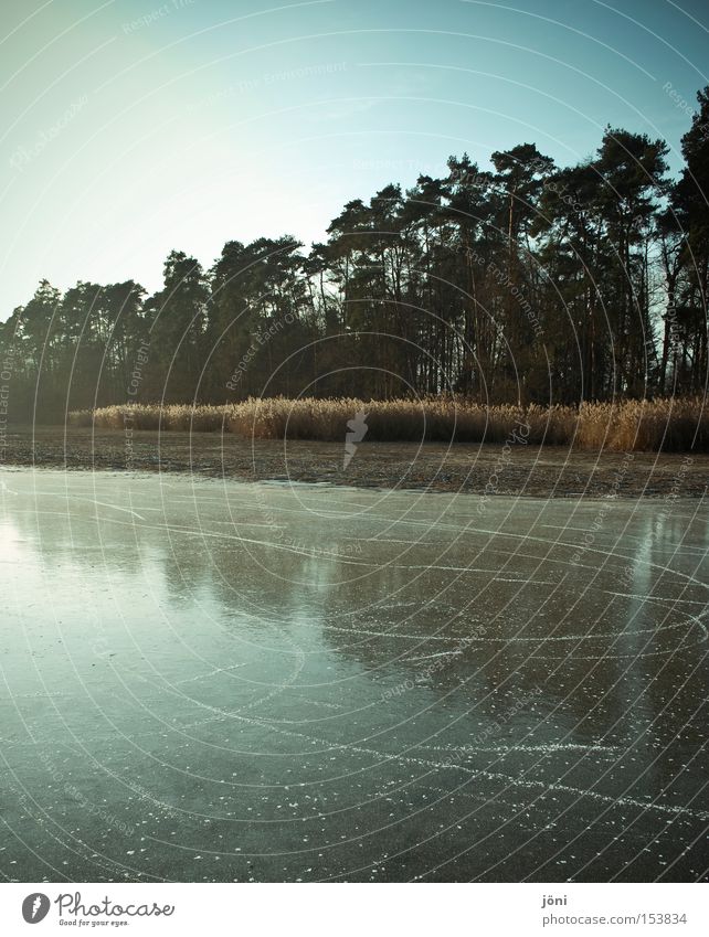 mirror forest Forest Tree Lake Winter Ice-skating Common Reed Frost Cold Calm Reflection Symmetry Free