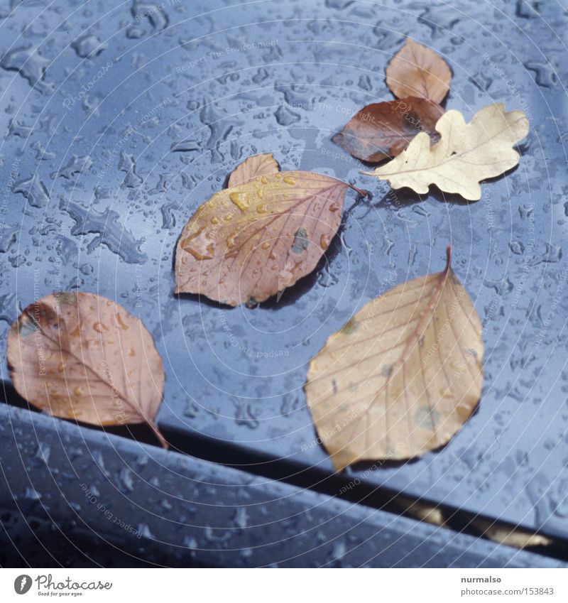 autumn remains Autumn Leaf Beech tree Oak tree Drops of water Carriage Varnish Column Eerie Rain Gray Black Edge October Slide Film Colour