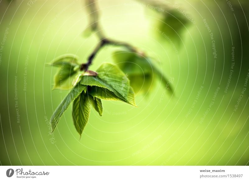 Spring foliage. Young green leaves. Beautiful Life Summer Sun Environment Nature Plant Sunlight Tree Leaf Park Forest Growth Bright New Green Colour background