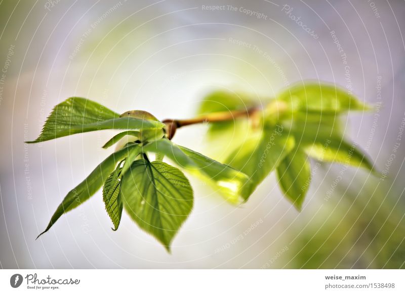 Spring foliage. Young green leaves. Beautiful Life Summer Sun Environment Nature Plant Beautiful weather Tree Leaf Garden Park Forest Growth Bright New Green