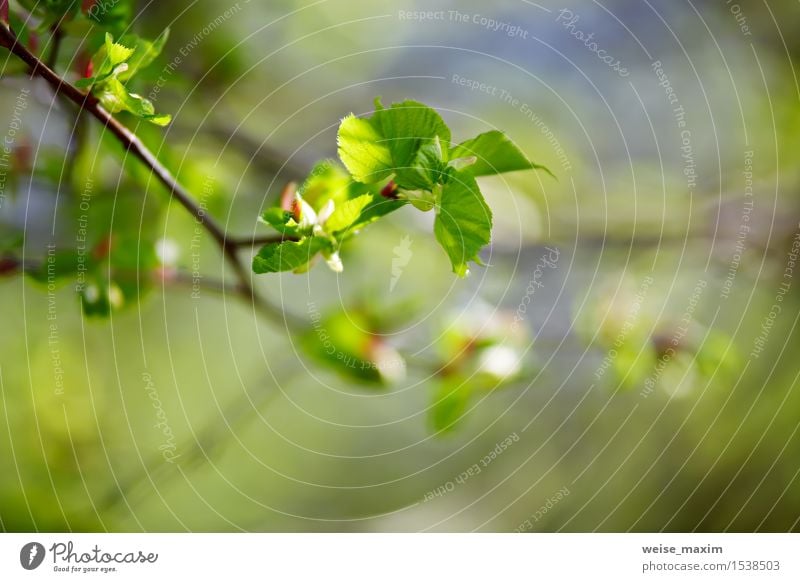 Spring foliage. Young green leaves. Beautiful Life Summer Sun Environment Nature Plant Beautiful weather Tree Leaf Foliage plant Park Forest Growth Bright New