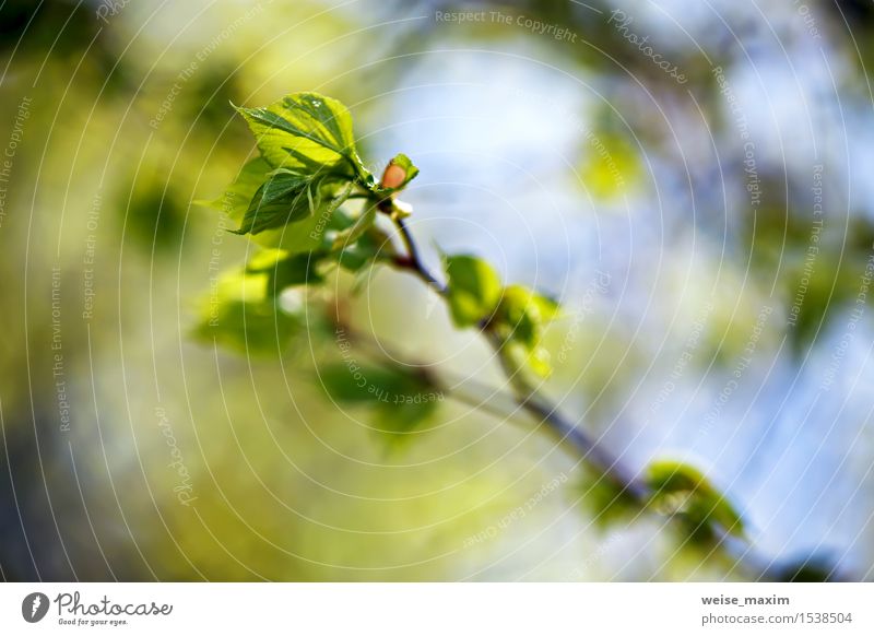 Spring foliage. Young green leaves. Beautiful Life Summer Sun Environment Nature Plant Beautiful weather Tree Leaf Foliage plant Park Forest Growth Bright New