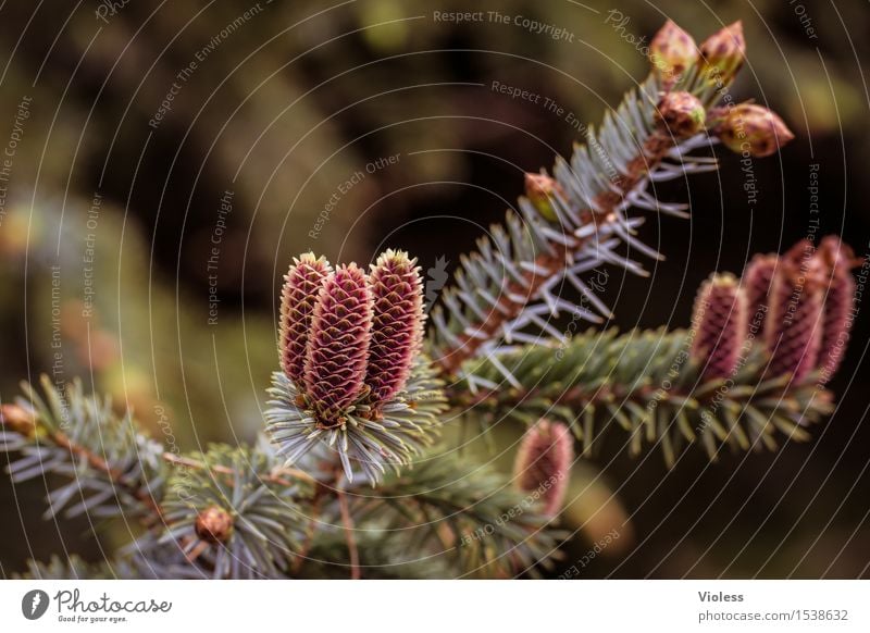 reflective Christmas Nature Plant Winter Tree Fir tree Fir branch Cone Kitsch Natural Green Happiness Contentment Joie de vivre (Vitality) Close-up