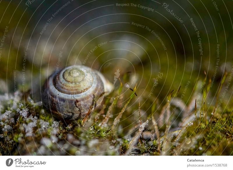 Empty home, snail shell Artwork of nature Nature Plant Animal Drops of water Autumn Ice Frost Moss Garden Snail shell schnirkel snail 1 Souvenir