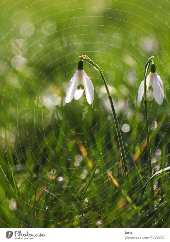 at the beginning of spring Plant Drops of water Spring Beautiful weather Flower Blossom Wild plant Meadow Blossoming Fragrance Wet Natural Spring fever Nature