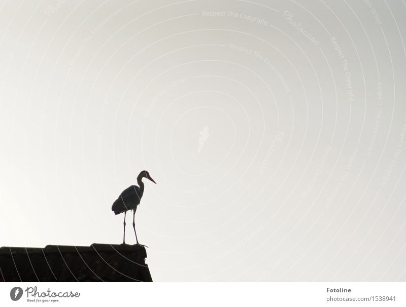 Keeping the overview Animal Wild animal Bird 1 Black White Heron Roof House (Residential Structure) Beak Legs Black & white photo Exterior shot Deserted