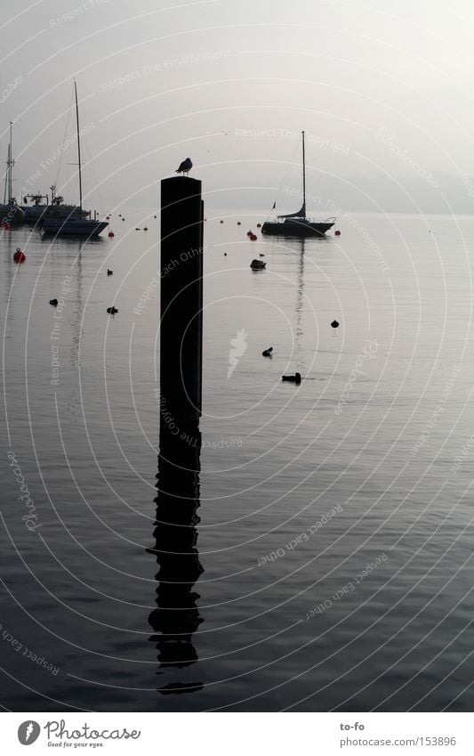 Lake Zurich Lake zurich Water Watercraft Seagull Reflection Calm Evening Winter Switzerland